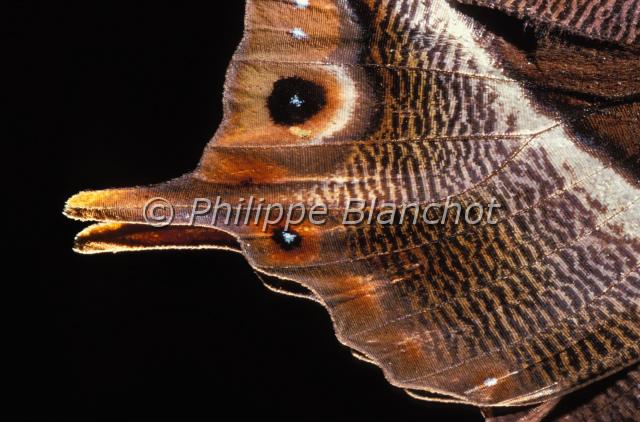 aile palla usshari.JPG - Gros plan, ailes de Palla ussheriButterfly wingLepidoptera, NymphalidaeTanzanie